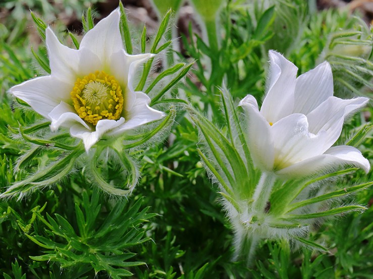 White flowers of Pulsatilla vulgaris 'Alba' (pasqueflower)