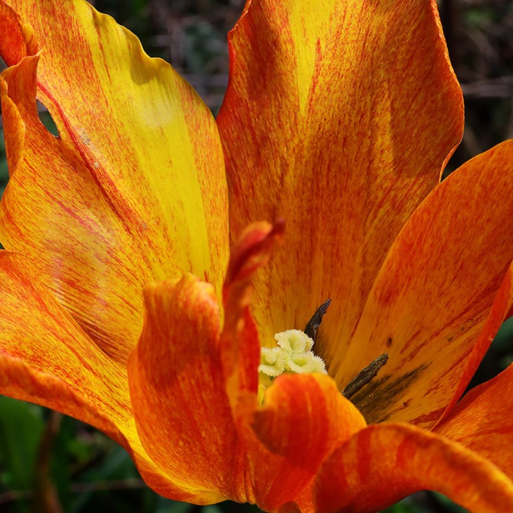 A yellow and red-streaked tulip