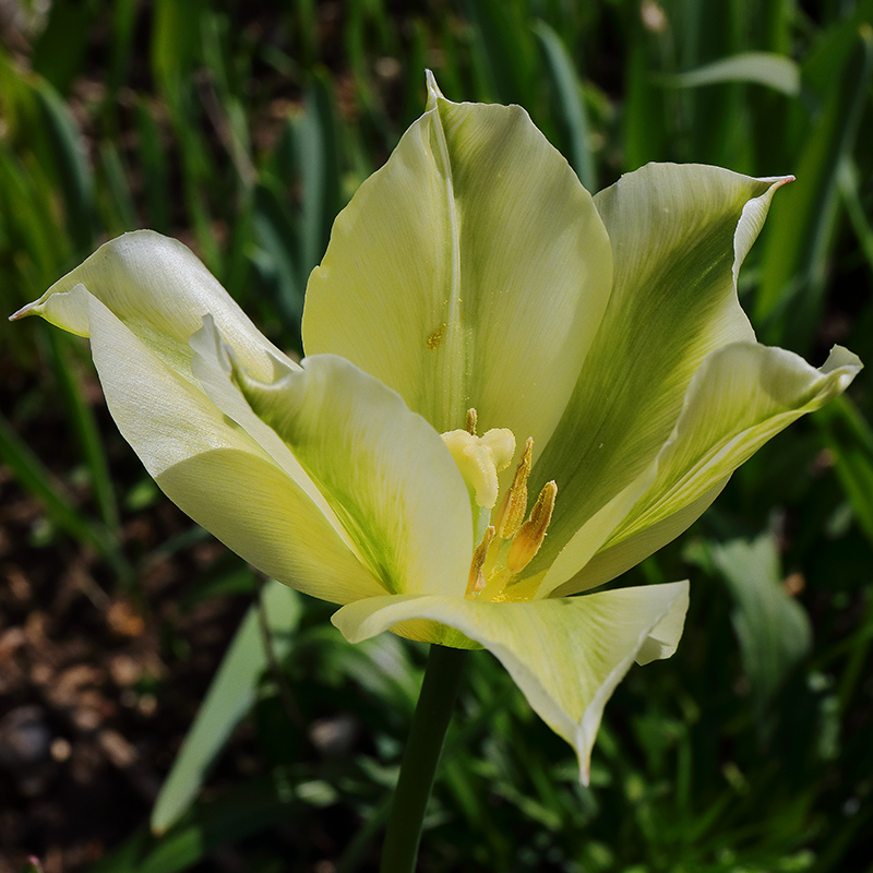 tulip 'Spring Green'