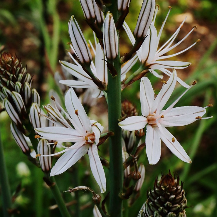 flowers of white ashphodel