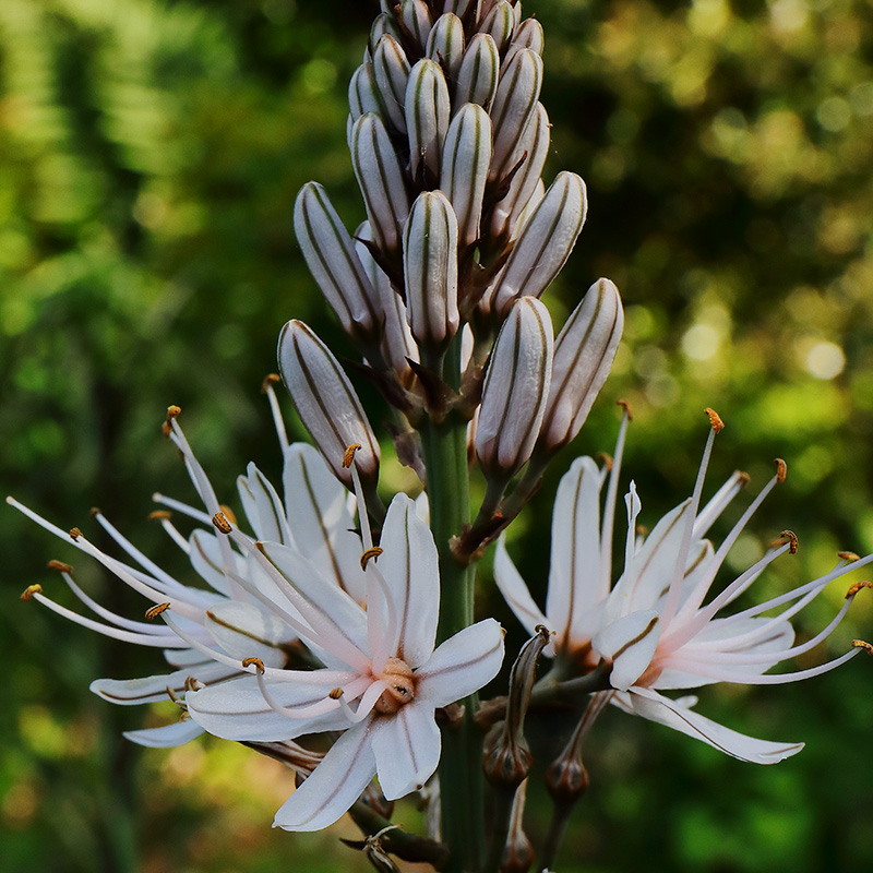 flowers of white asphodel