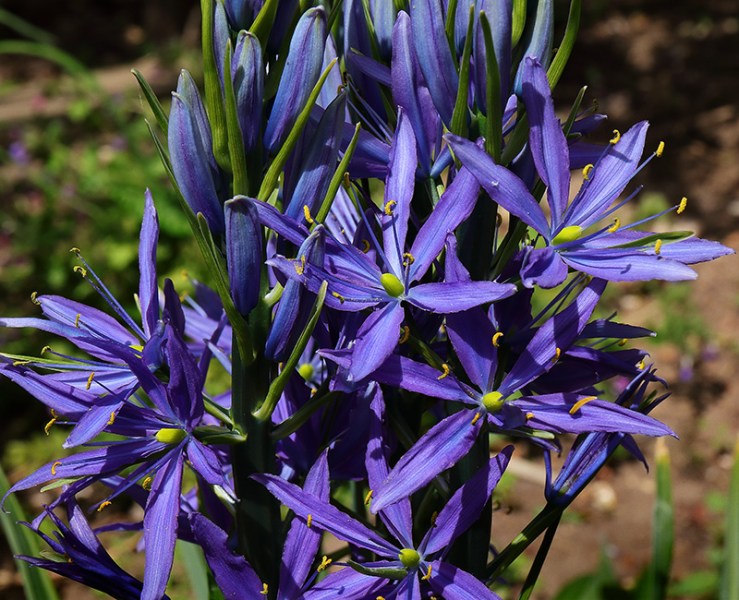 blue flowers of Camassia