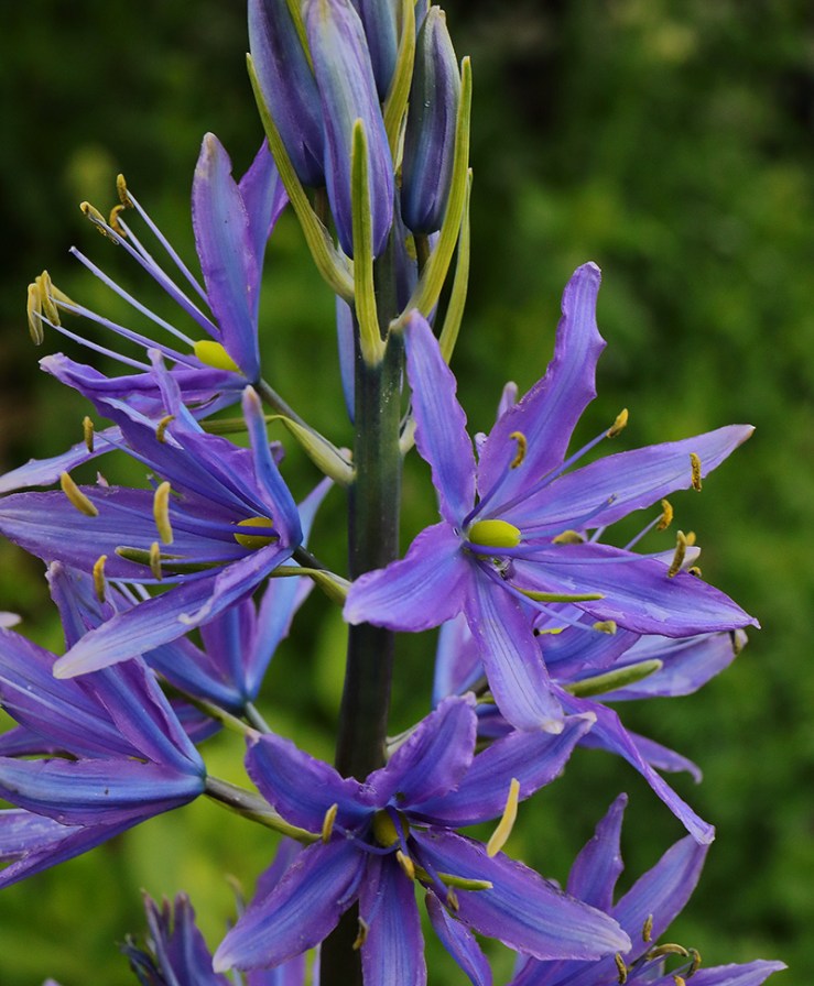 blue flowers of Camassia