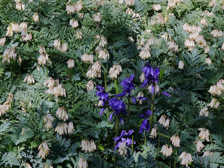 Flowers of a Dicentra formosa cultivar with bluebell flowers