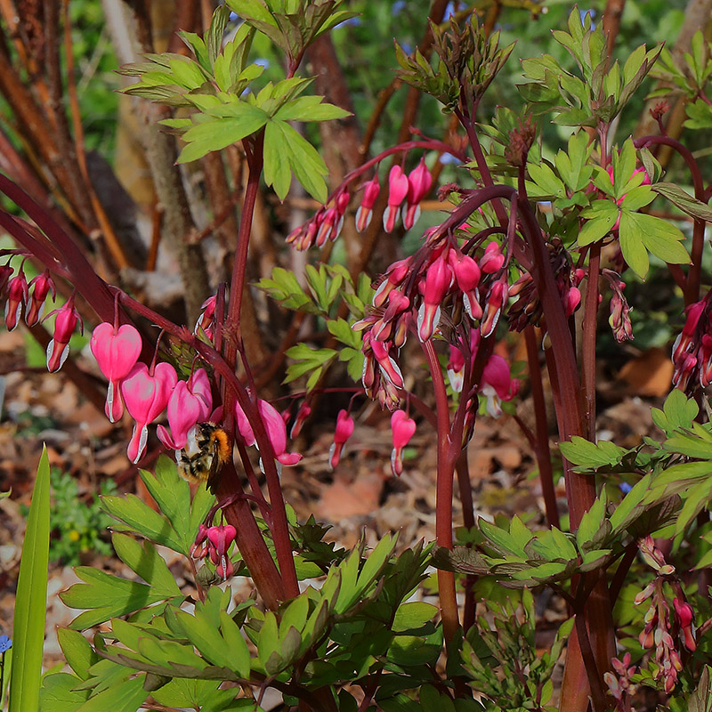'Bleeding hearts' flowers (Lamprocapnos spectabilis)
