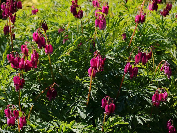 Flowers of a Dicentra formosa cultivar