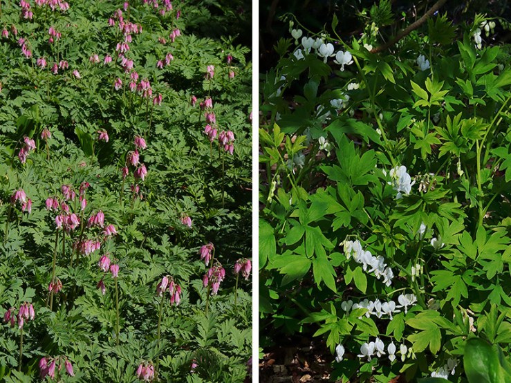 Left: 'western bleeding hearts' (Dicentra formosa) Right; white' Asian bleeding hearts' flowers (Lamprocapnos spectabilis 'Alba')
