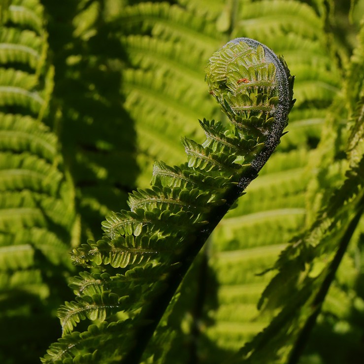 Unfurling crozier (or fiddlehead) of a fern frond