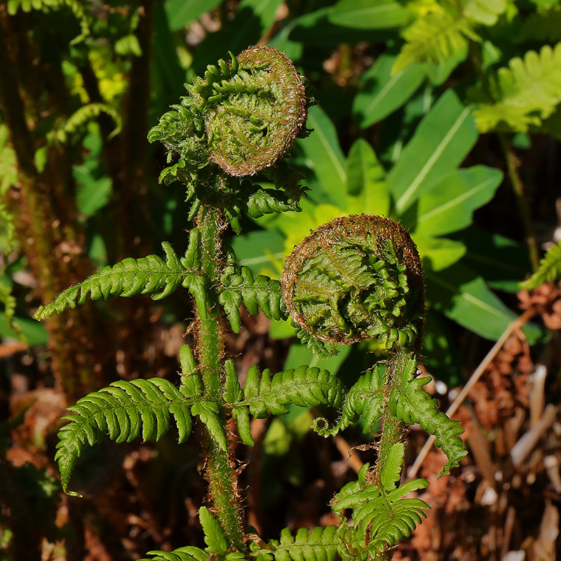 Unfurling croziers (or fiddleheads) of fern fronds