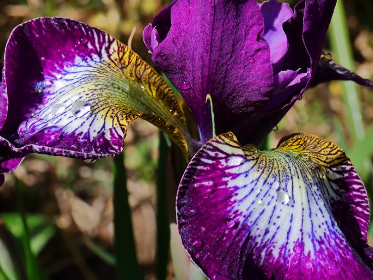 Iris sibirica 'Currier'