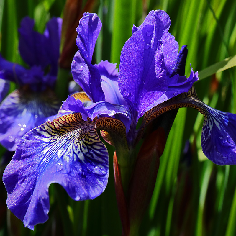Blue-flowered Iris sibirica