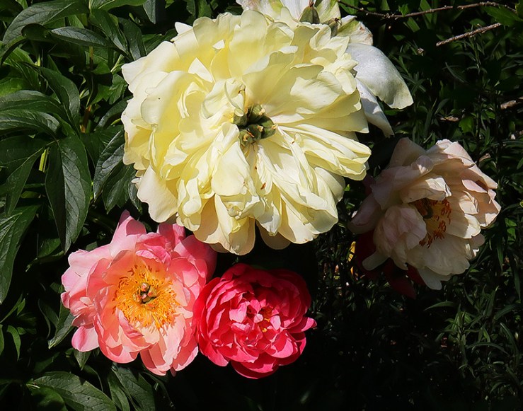 peony flowers changing colour as the age, from a pachy-orange to cream