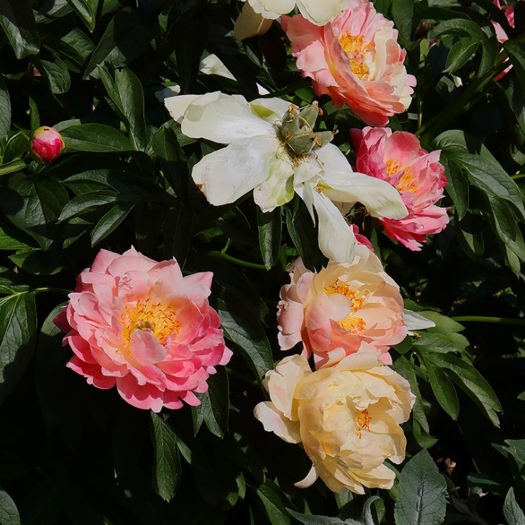 peonies showing the range of colour changes from deep coral to cream