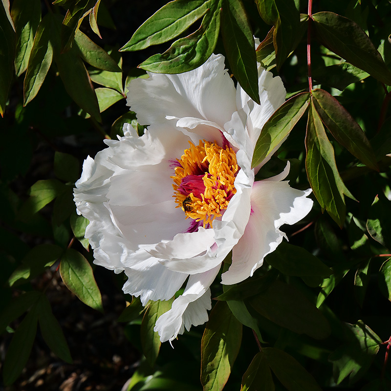 white peony flower
