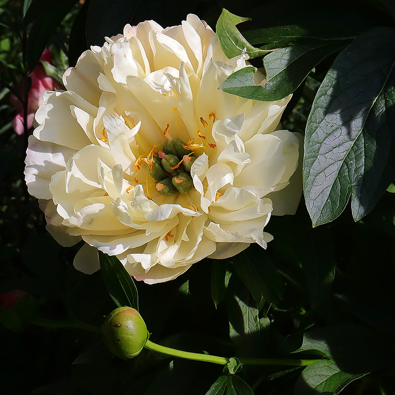 cream-coloured peony flower