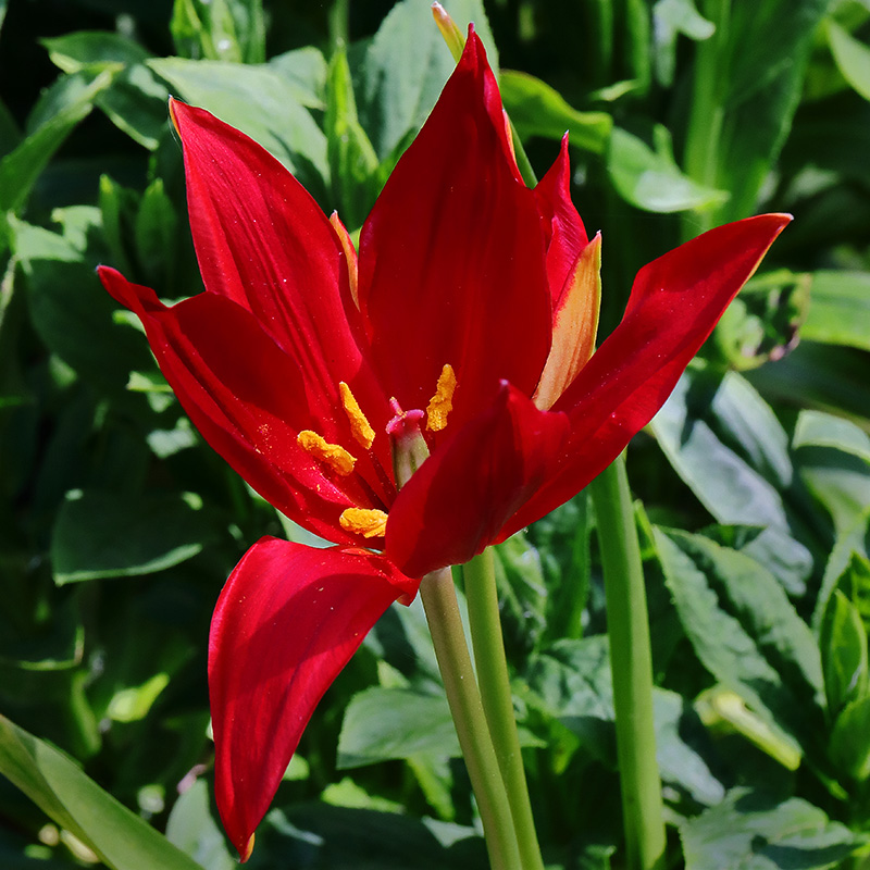 red-flowered tulip