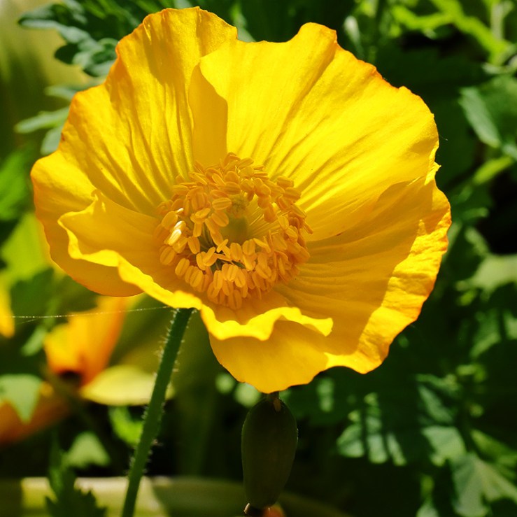 yellow poppy