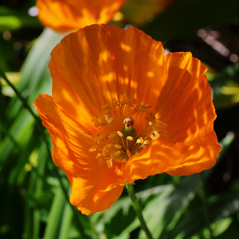 orange poppy