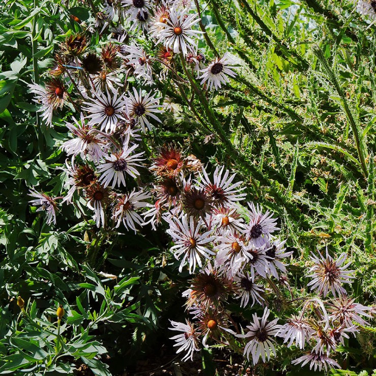 berkheya flowers