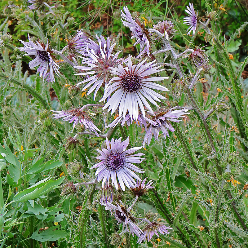 berkheya flowers