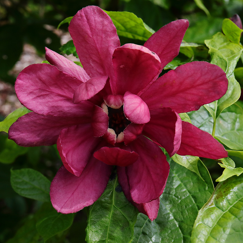 Calycanthus flower (sweetshrub)