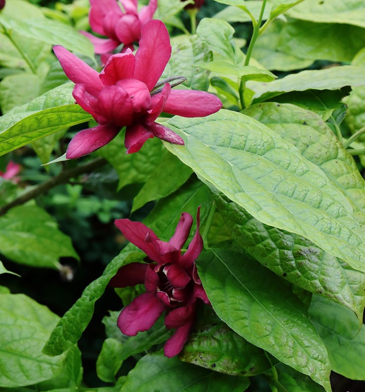 Calycanthus flowers (sweetshrub)