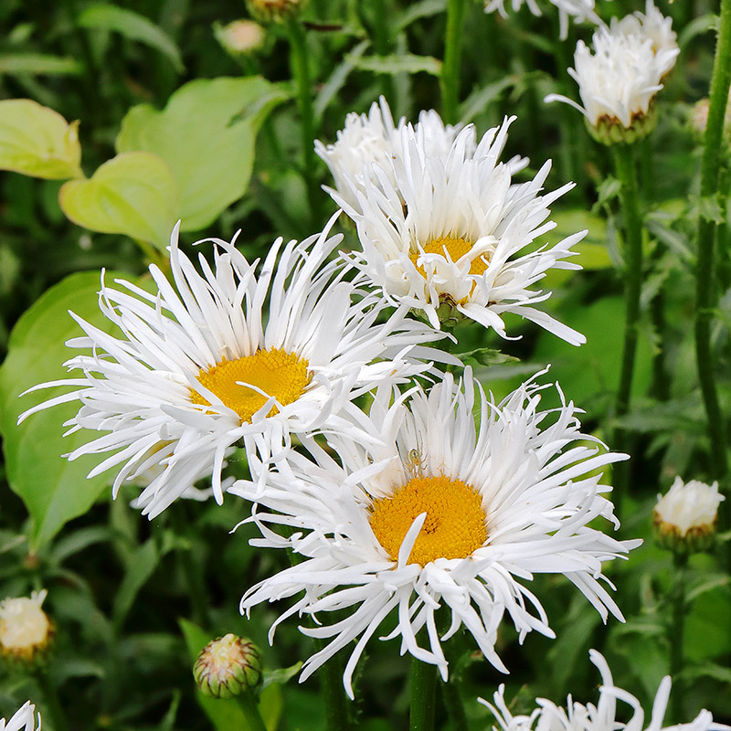 white flowers of Leucanthemum x superbum