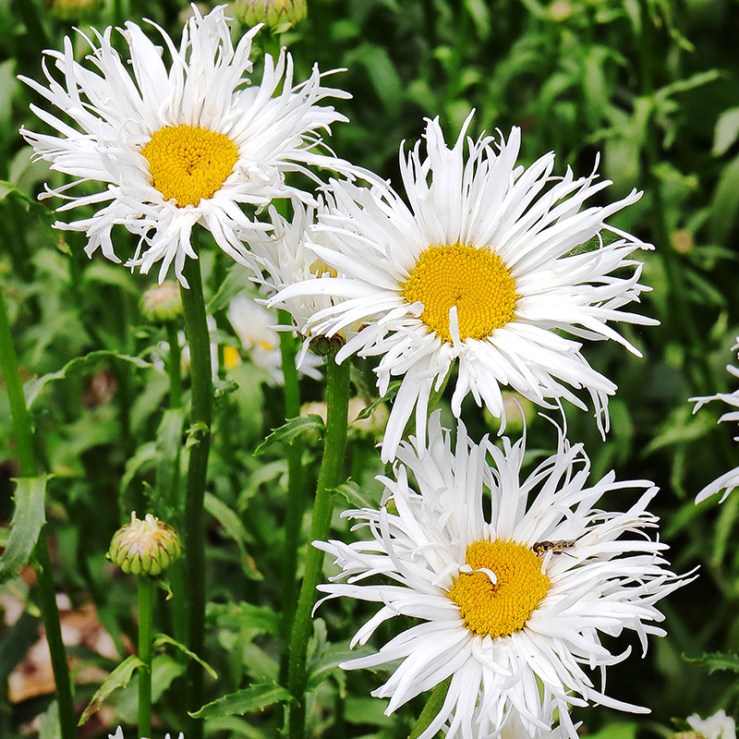 white flowers of Leucanthemum x superbum