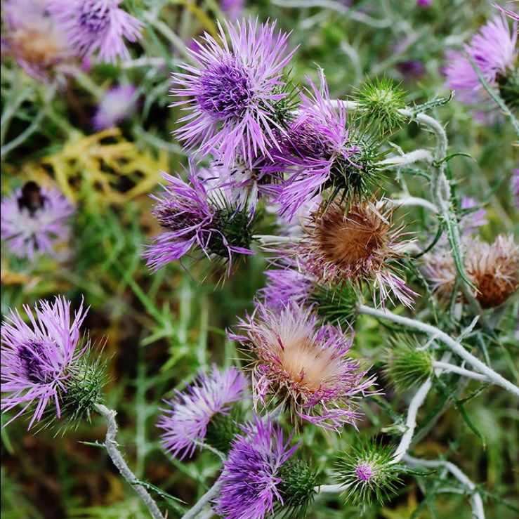 lilac-pink flowers and seed heads of of Galactites tomentosus