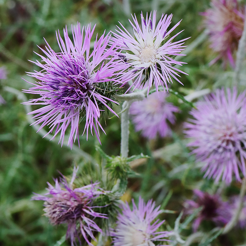 lilac-pink flowers of Galactites tomentosus