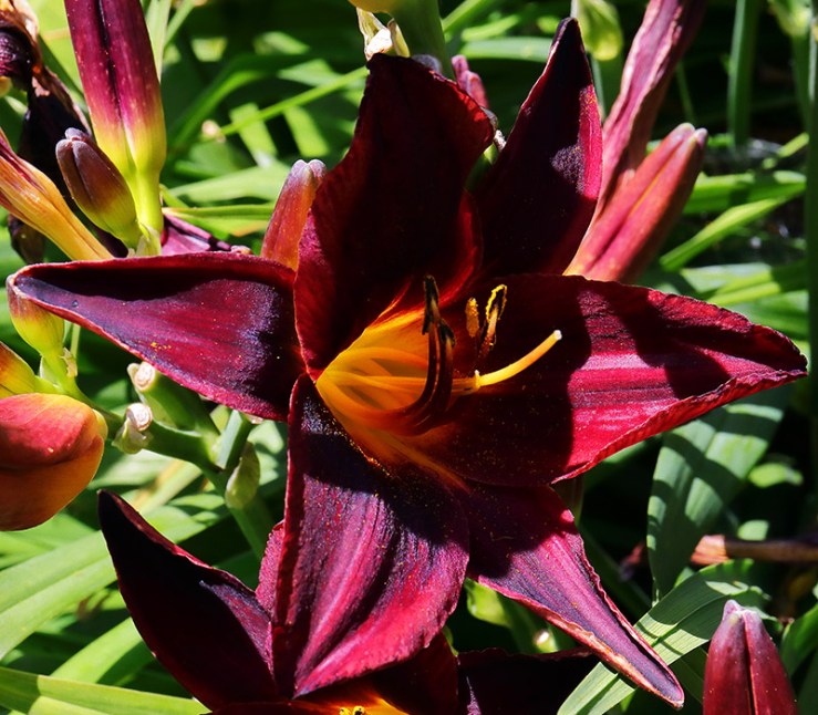dark red hemerocallis (daylily)