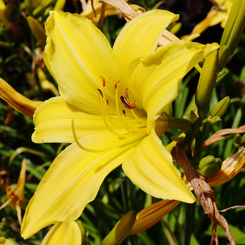 yellow hemerocallis (daylily)