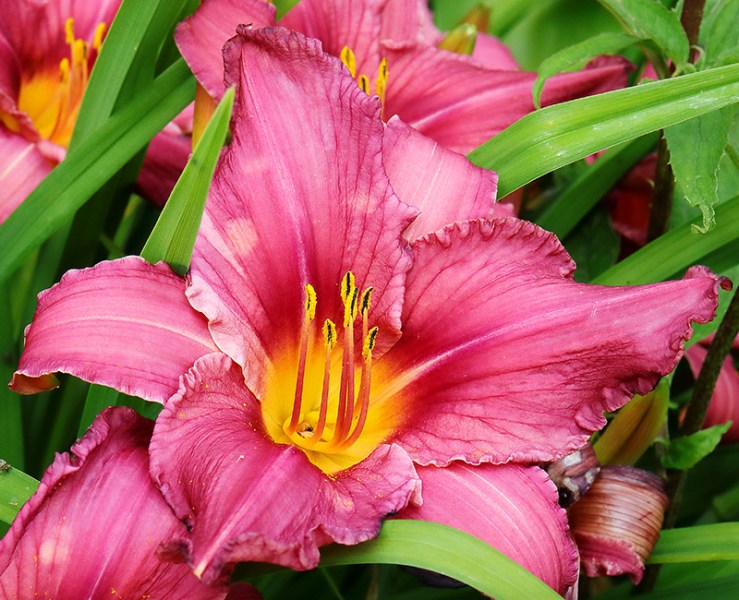 pink hemerocallis (daylily)