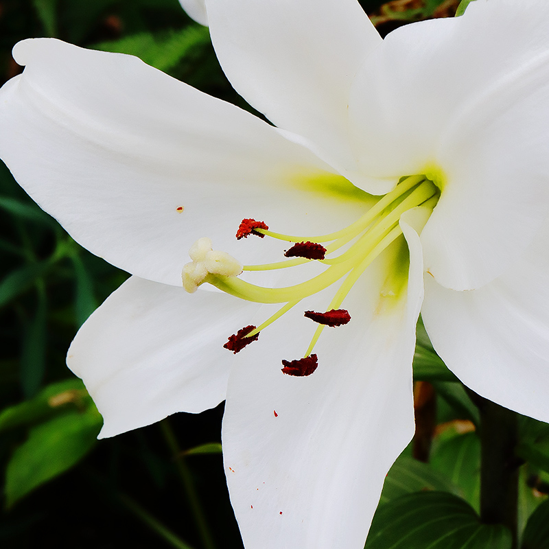 a white lily flower