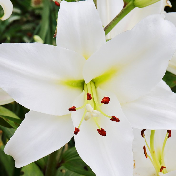 a white lily flower