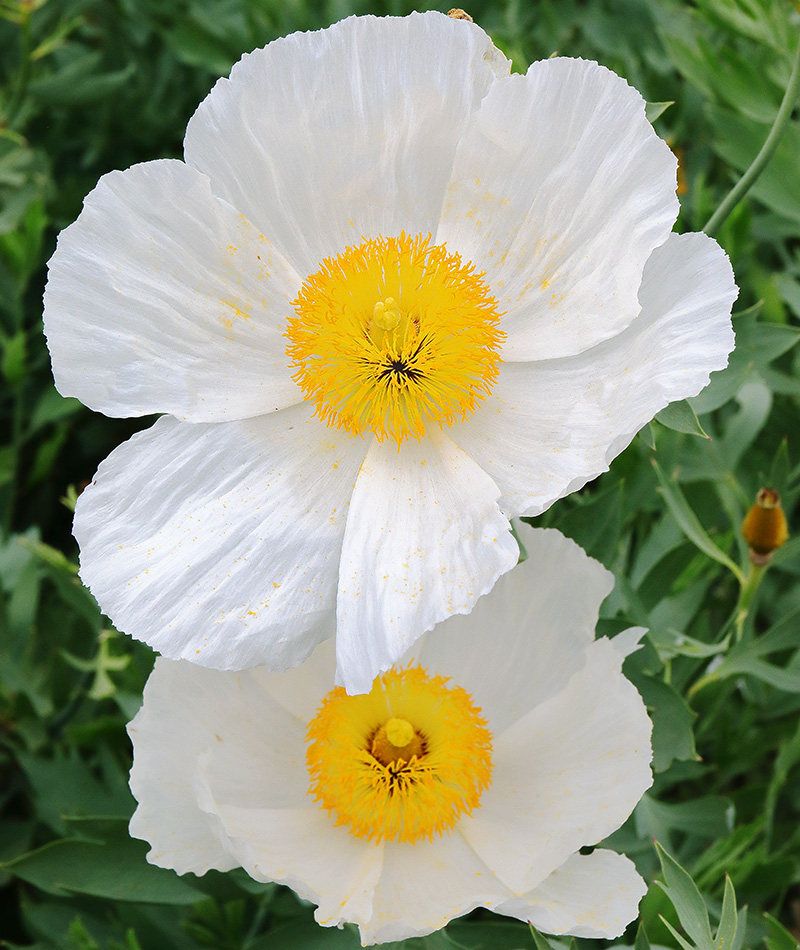 The white flowers of Romneya coulteri (Californian tree poppy or Matilija poppy)