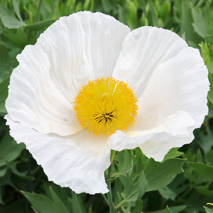 A white flower of Romneya coulteri (Californian tree poppy or Matilija poppy)